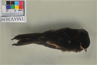 藏品(家燕)的圖片